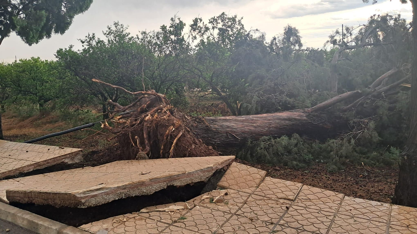 Arbre caigut a la Vilavella