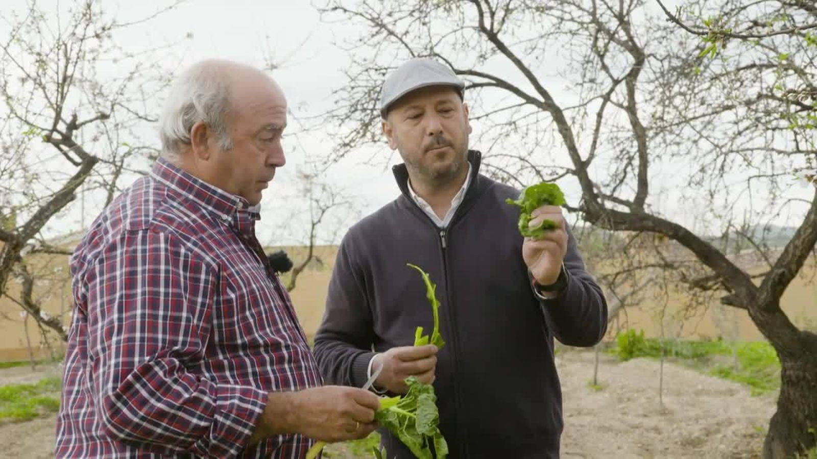 Vila Joiosa: arròs amb bledes i sépia
