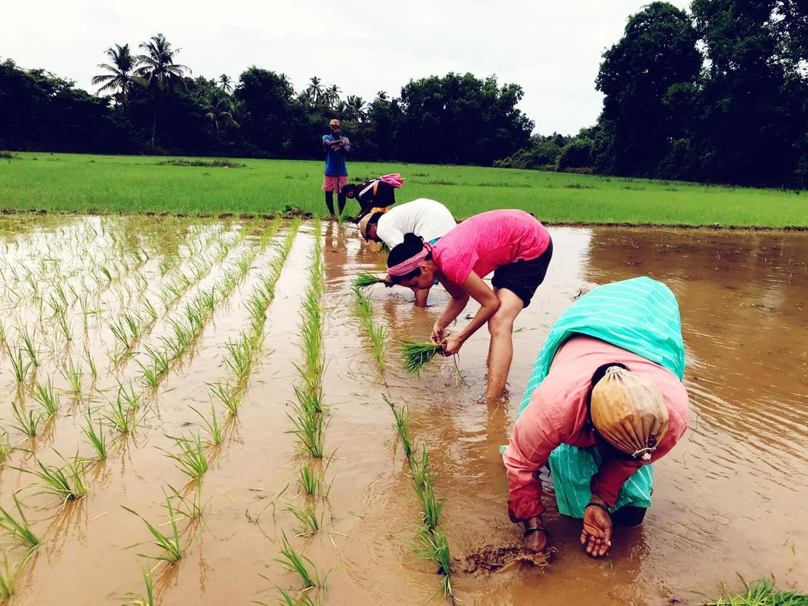 La pandèmia va obligar Teresa Soriano a estar a l'Índia mesos més del que preveia, temps que va aprofitar per a col·laborar en tasques com la plantació d'arròs