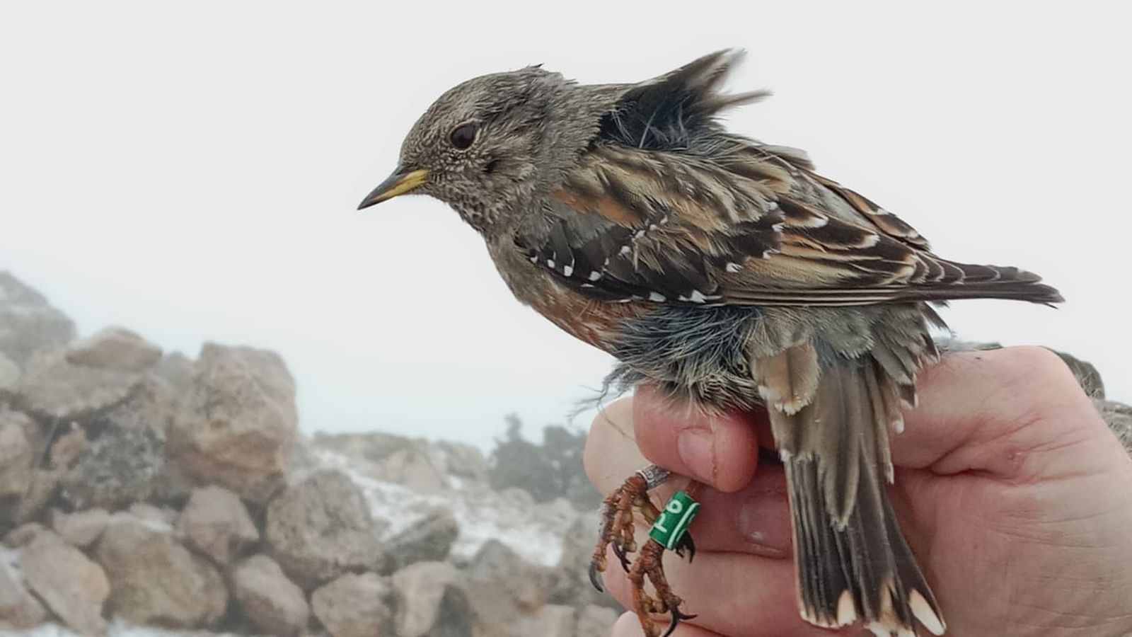 JESÚS DE CREVILLENT