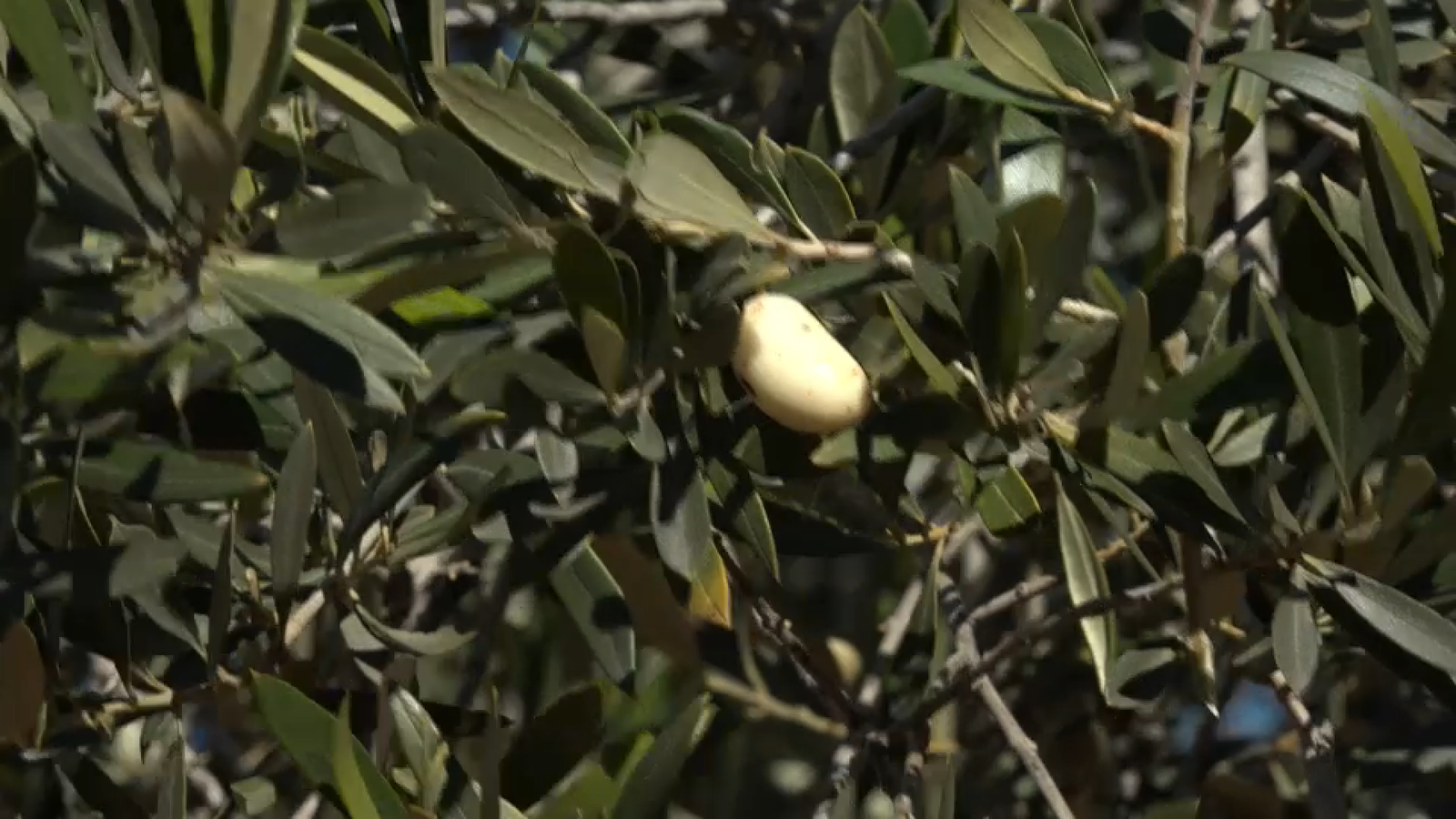 Oliva blanca OK