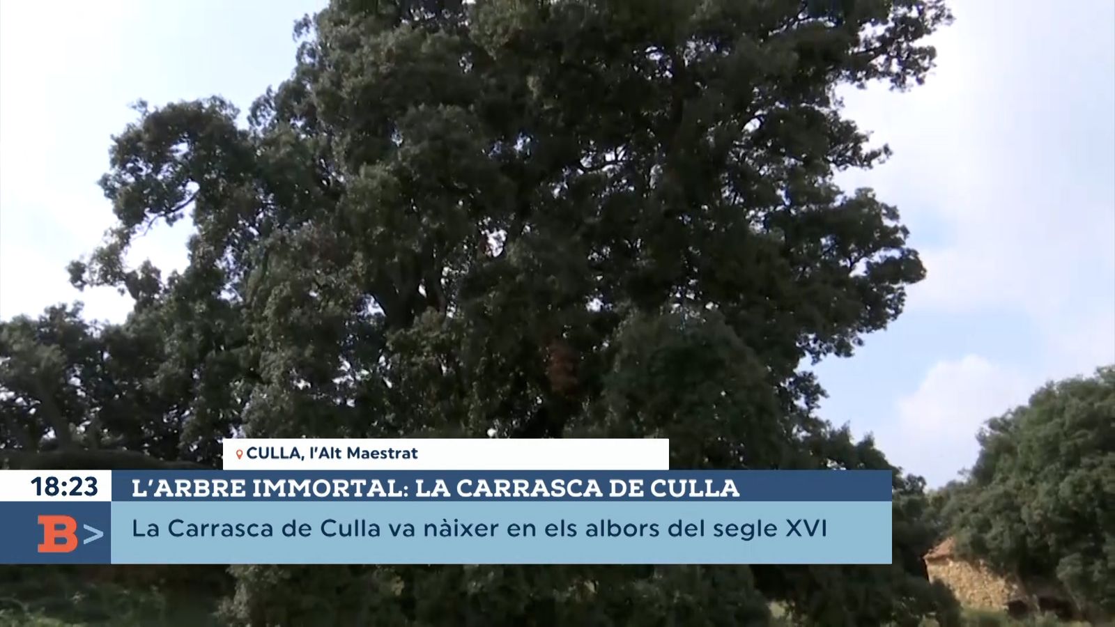 01.10.2021 | L’arbre immortal, la carrasca de Culla