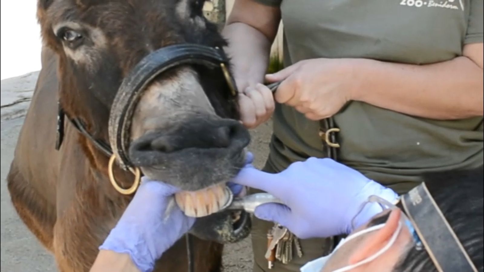 Revisió dental als burrets de Terra Natura
