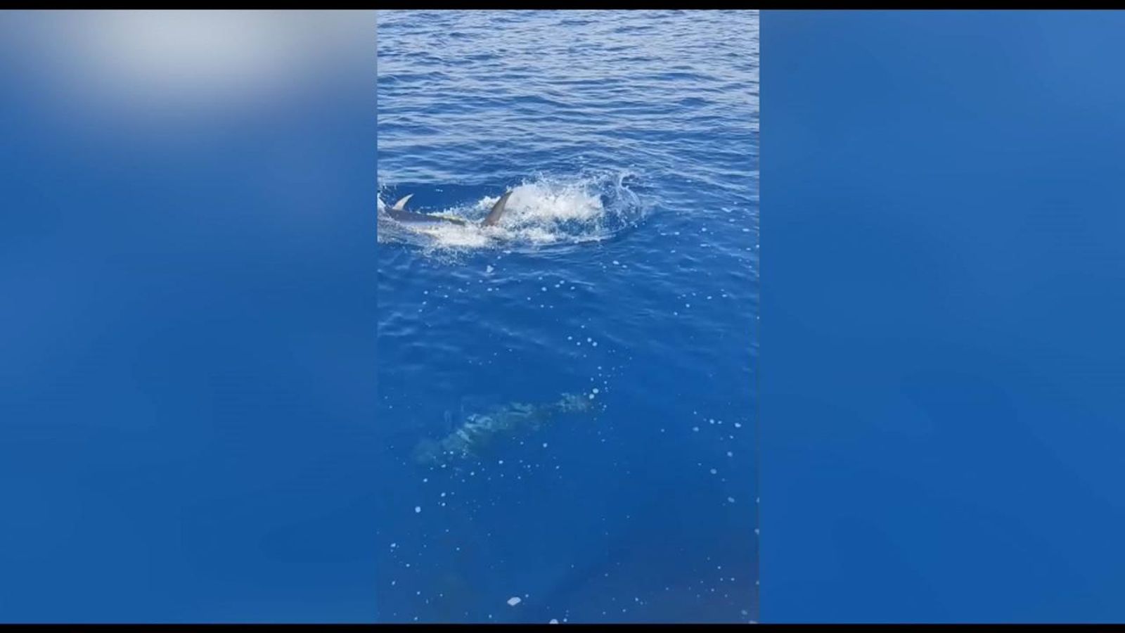 La tonyina roja és un gran depredador