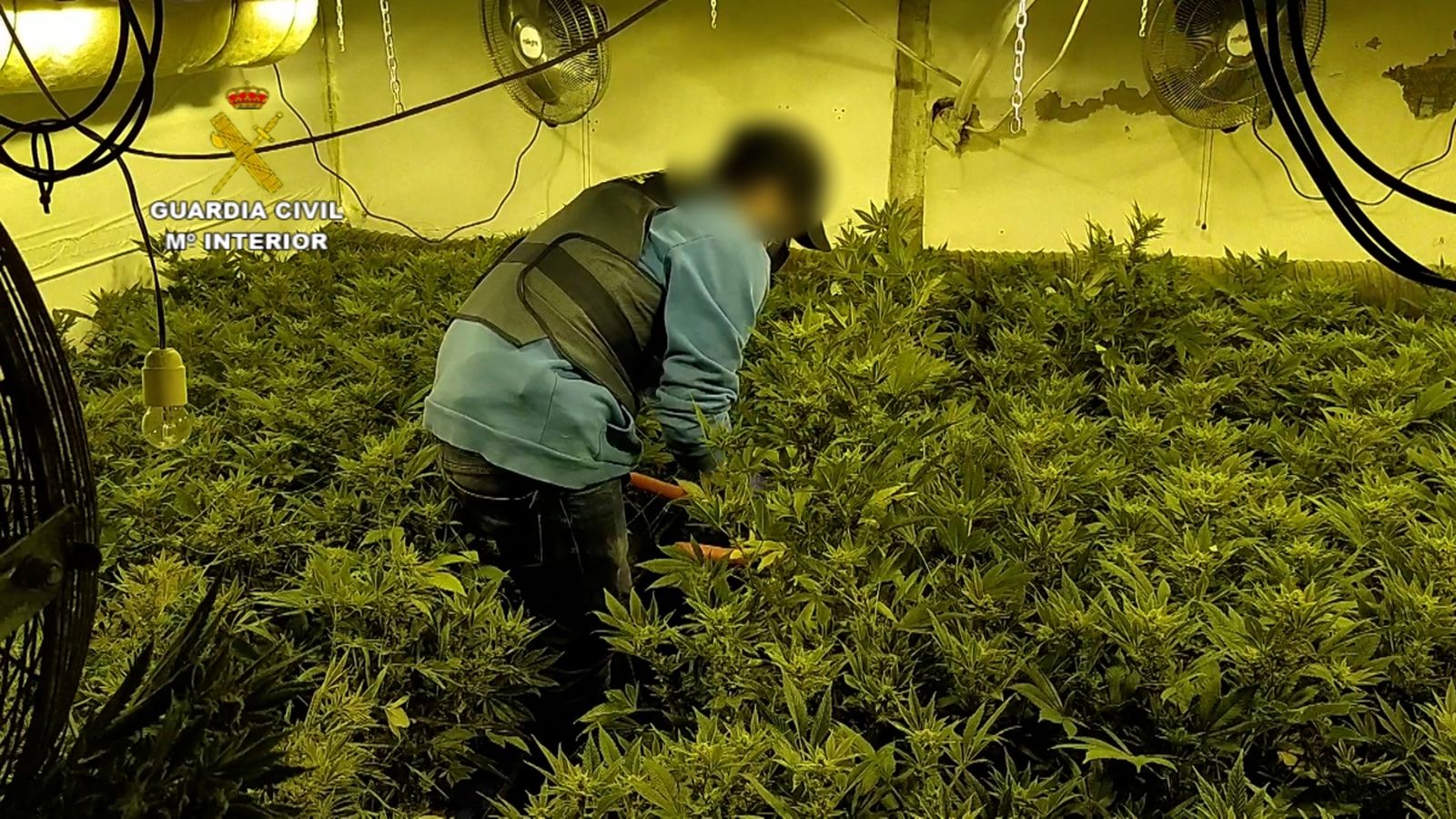 Una imatge d'una de les plantacions.