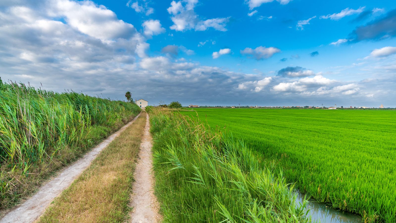 Cultius d'arròs a l'Albufera de València, en una imatge d'arxiu