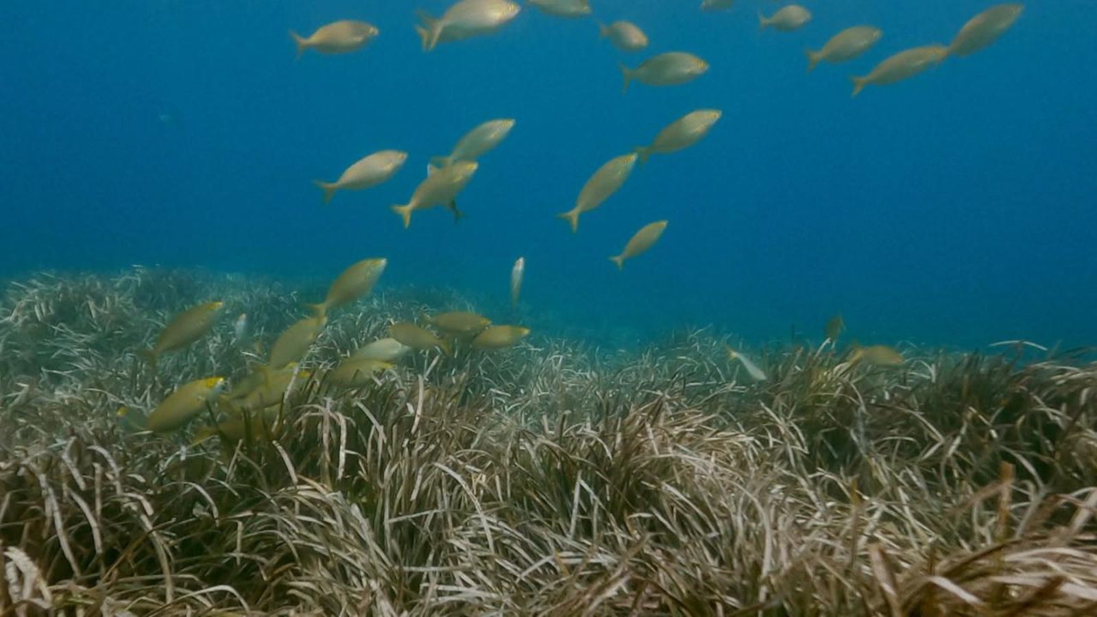 L'increment de la temperatura està alterant el cicle vital marí de moltes espècies