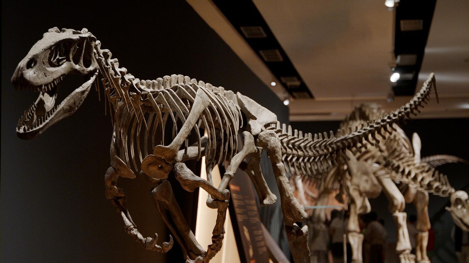 Dinosaures de la Patagònia, a CaixaForum València