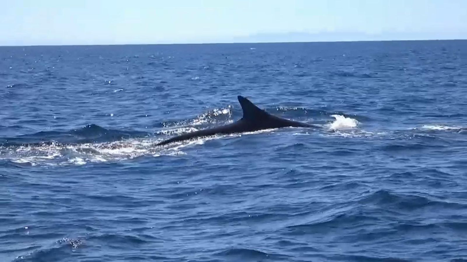 VÍDEO | Identifiquen 1.300 exemplars de cetacis a les costes valencianes