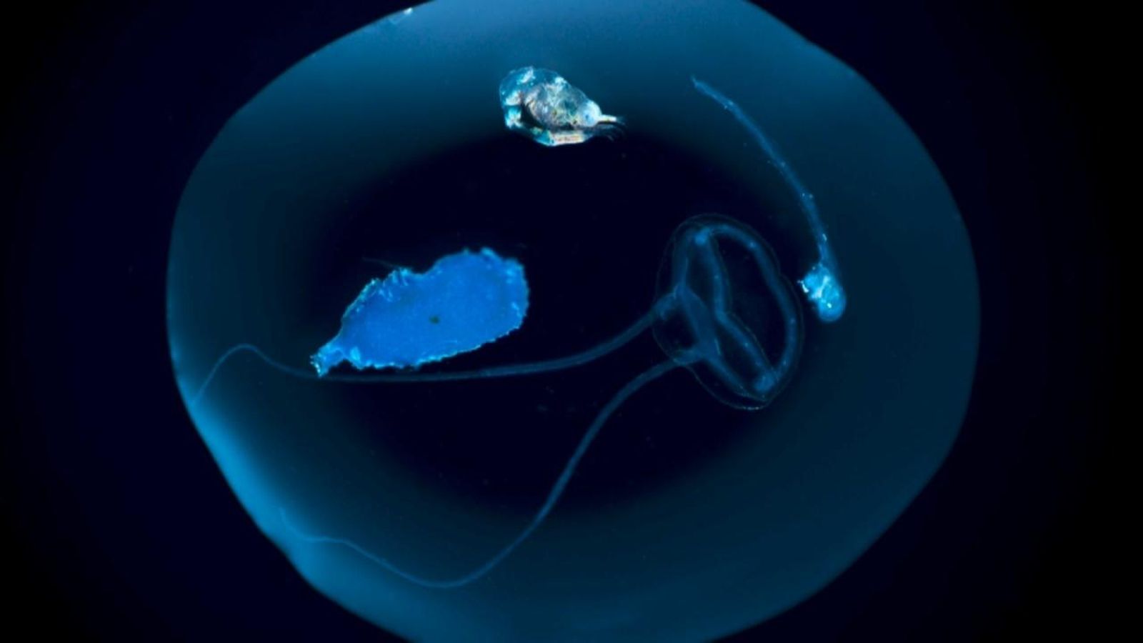 VÍDEO | \'Seadrops\': la fotografia de l\'univers del plàncton