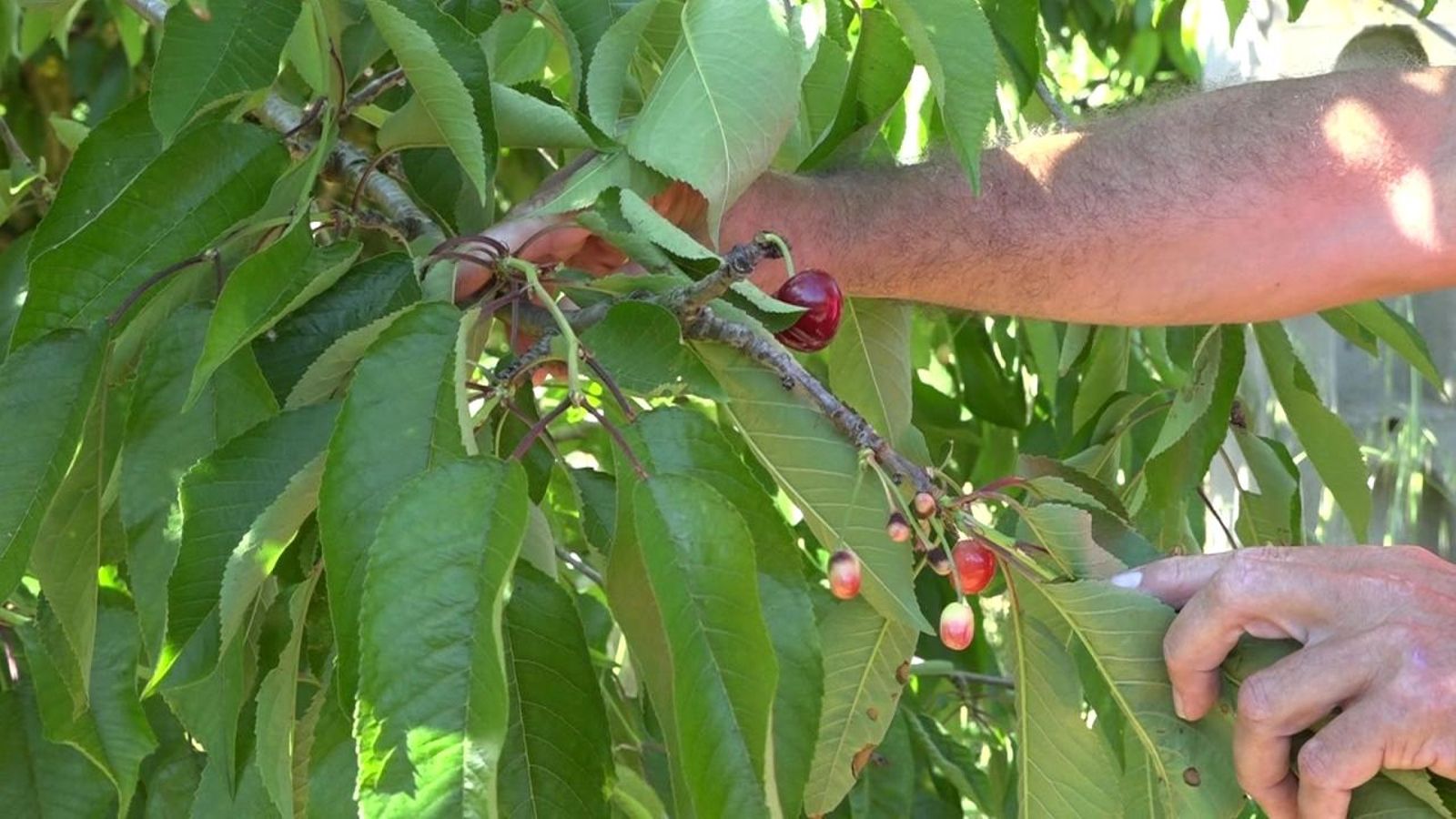 Cireres que no han arribat a la mida adequada a causa de la falta de fred
