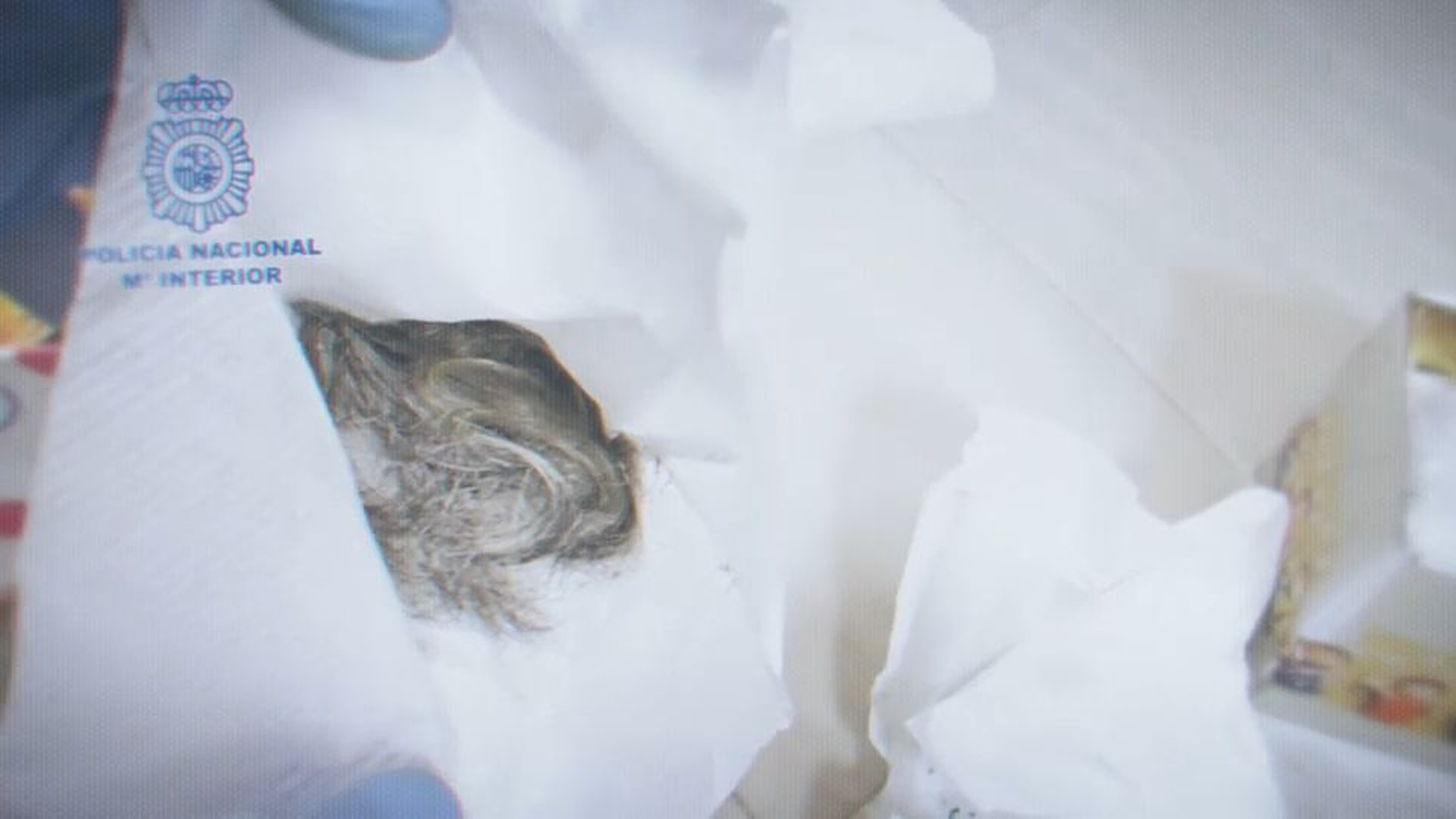 Cabells humans del Tio Toni, que els menuts captats a la secta eren obligats a portar a les seues butxaques