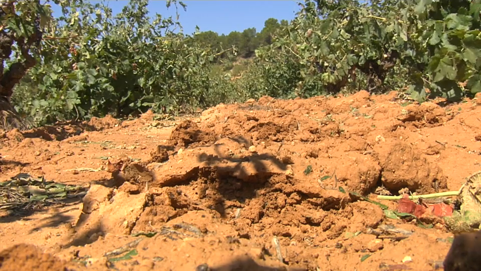 Les pedregades de l'estiu arruïnen part de les collites de vinya a Utiel-Requena