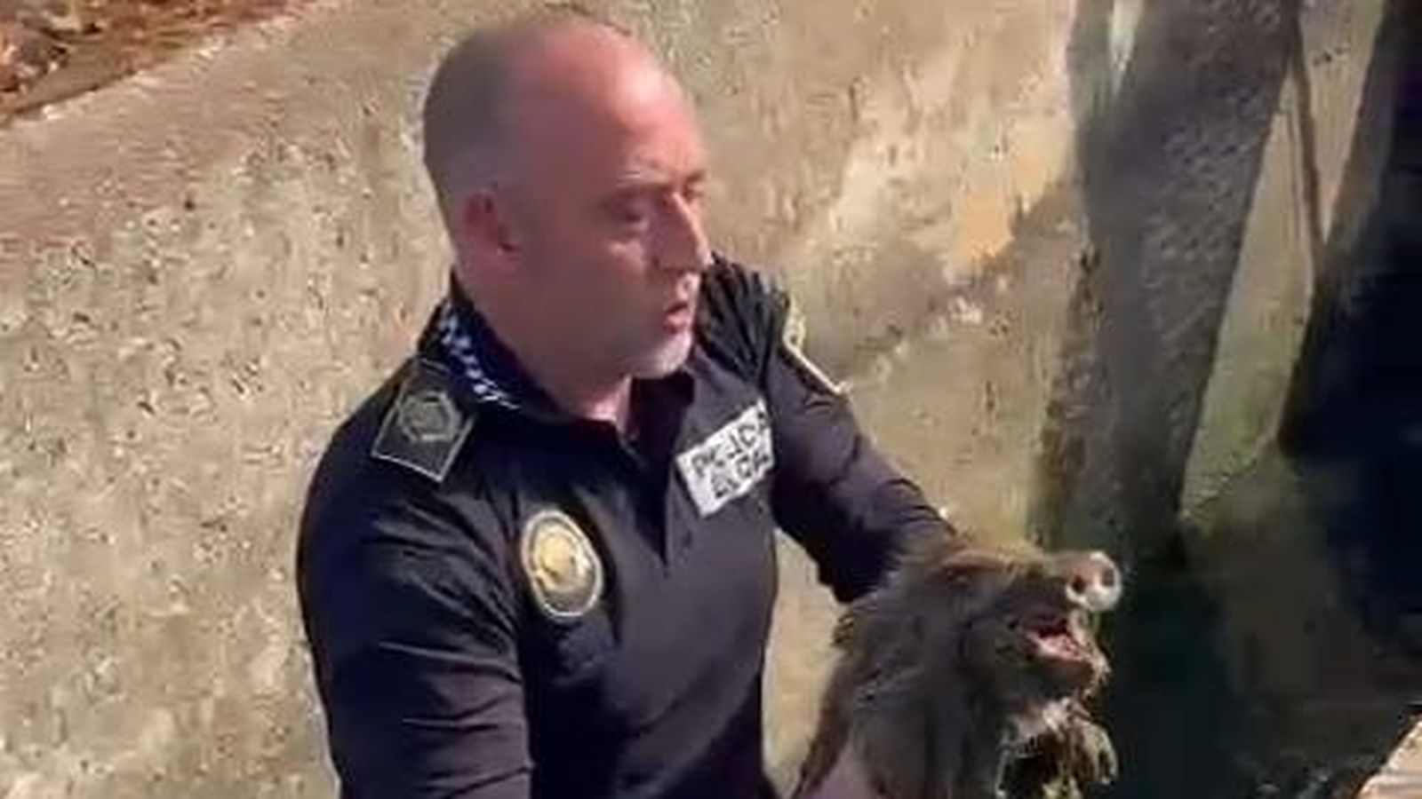 Una de les cries rescatades a la séquia