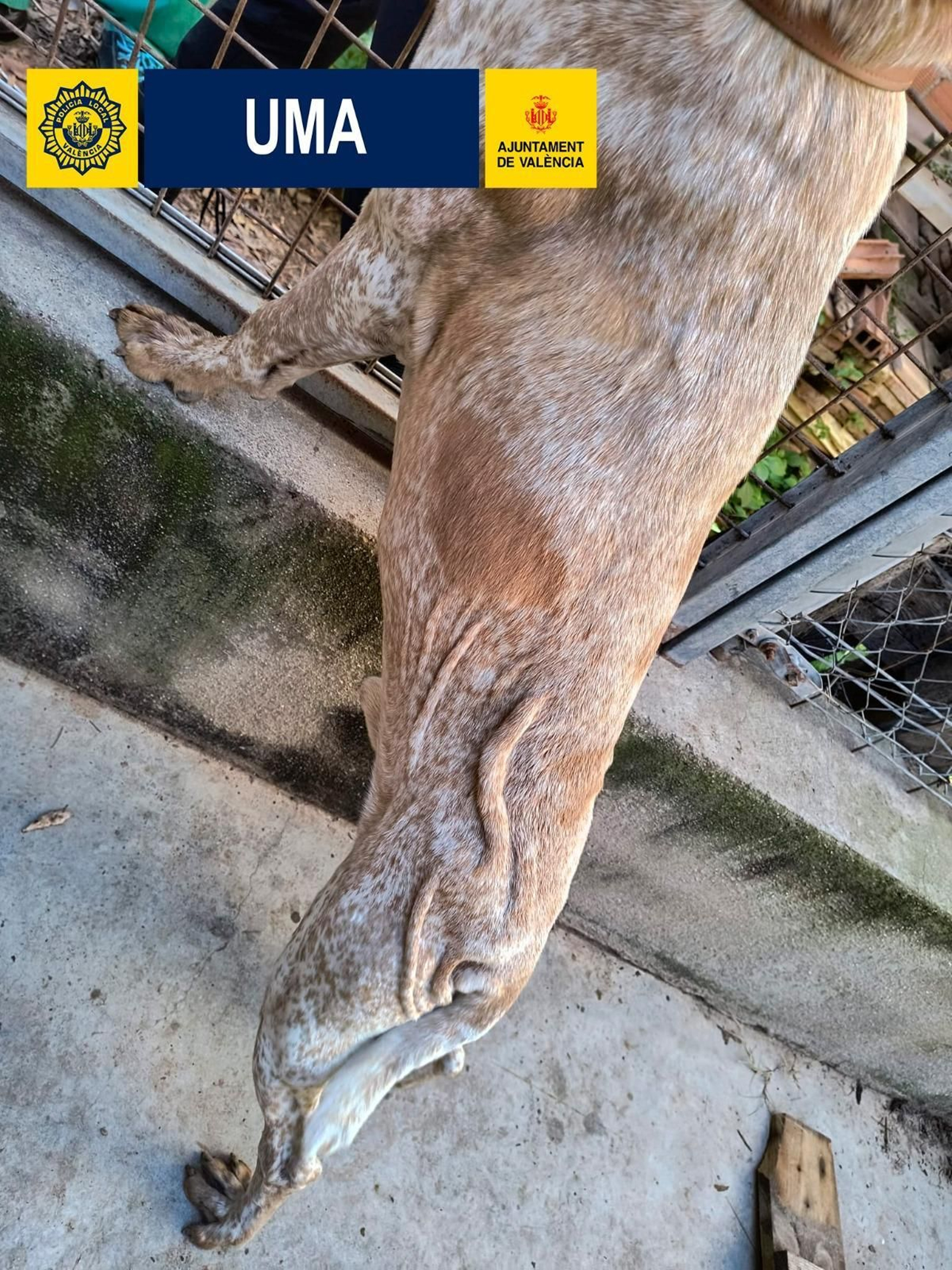 Els gossos estaven deshidratats i desnodrits