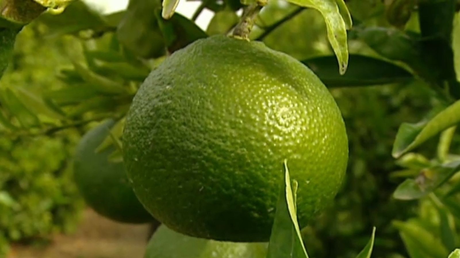 Les mandarines Garbí i Safor no han pogut ser comercialitzades per les fisiopaties que pateixen.