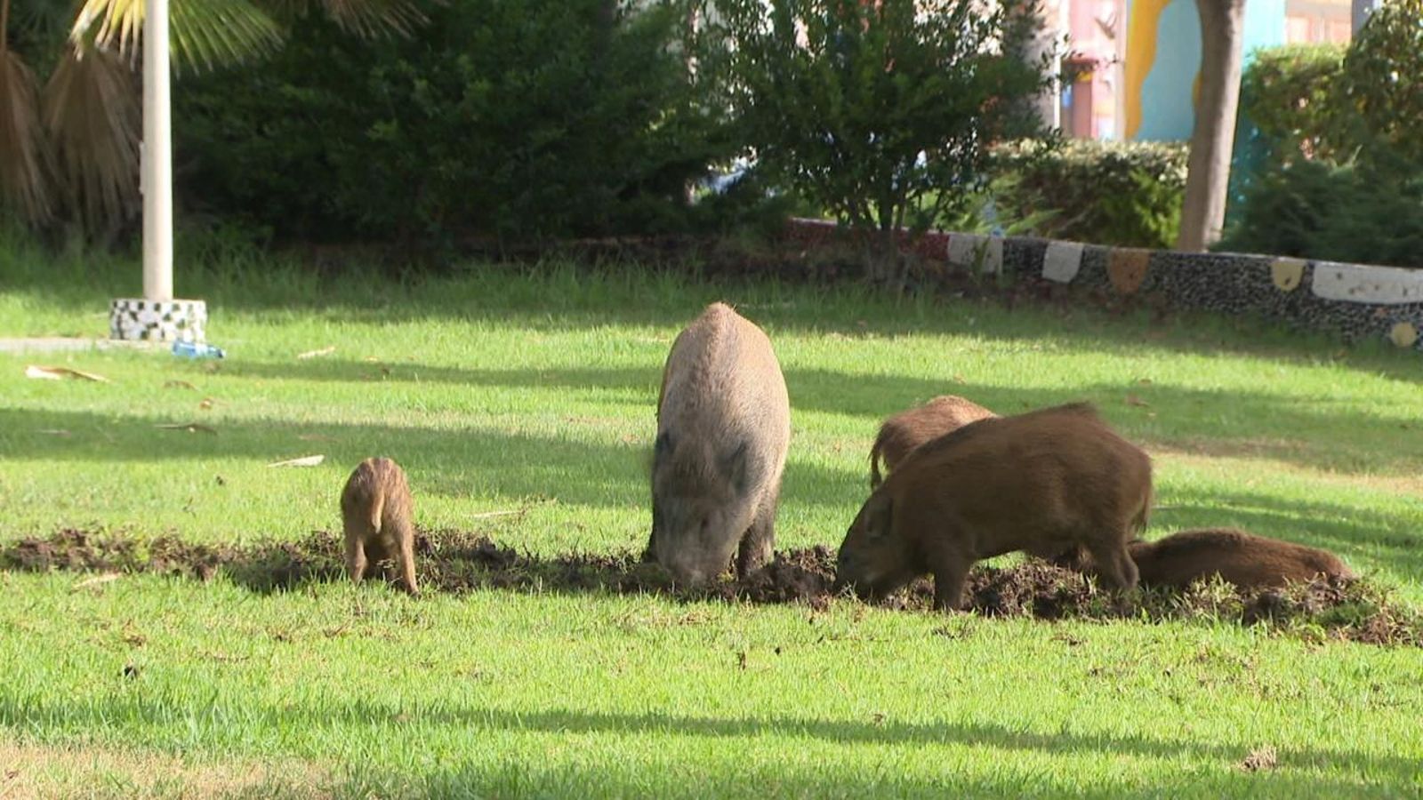 Els porcs senglars dominen Alcossebre