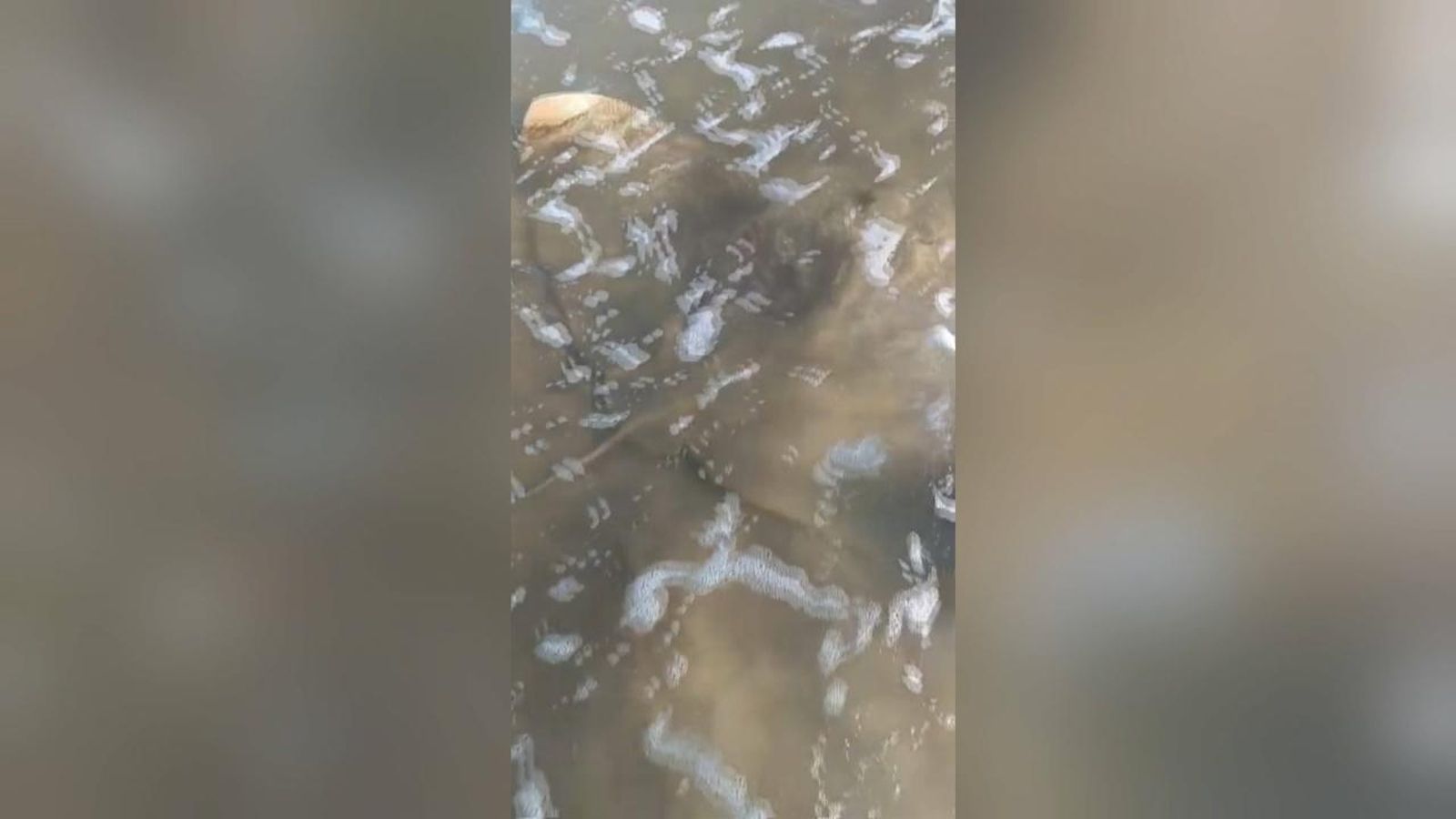 Vídeo de la manta encallada Vídeo de la manta encallada
