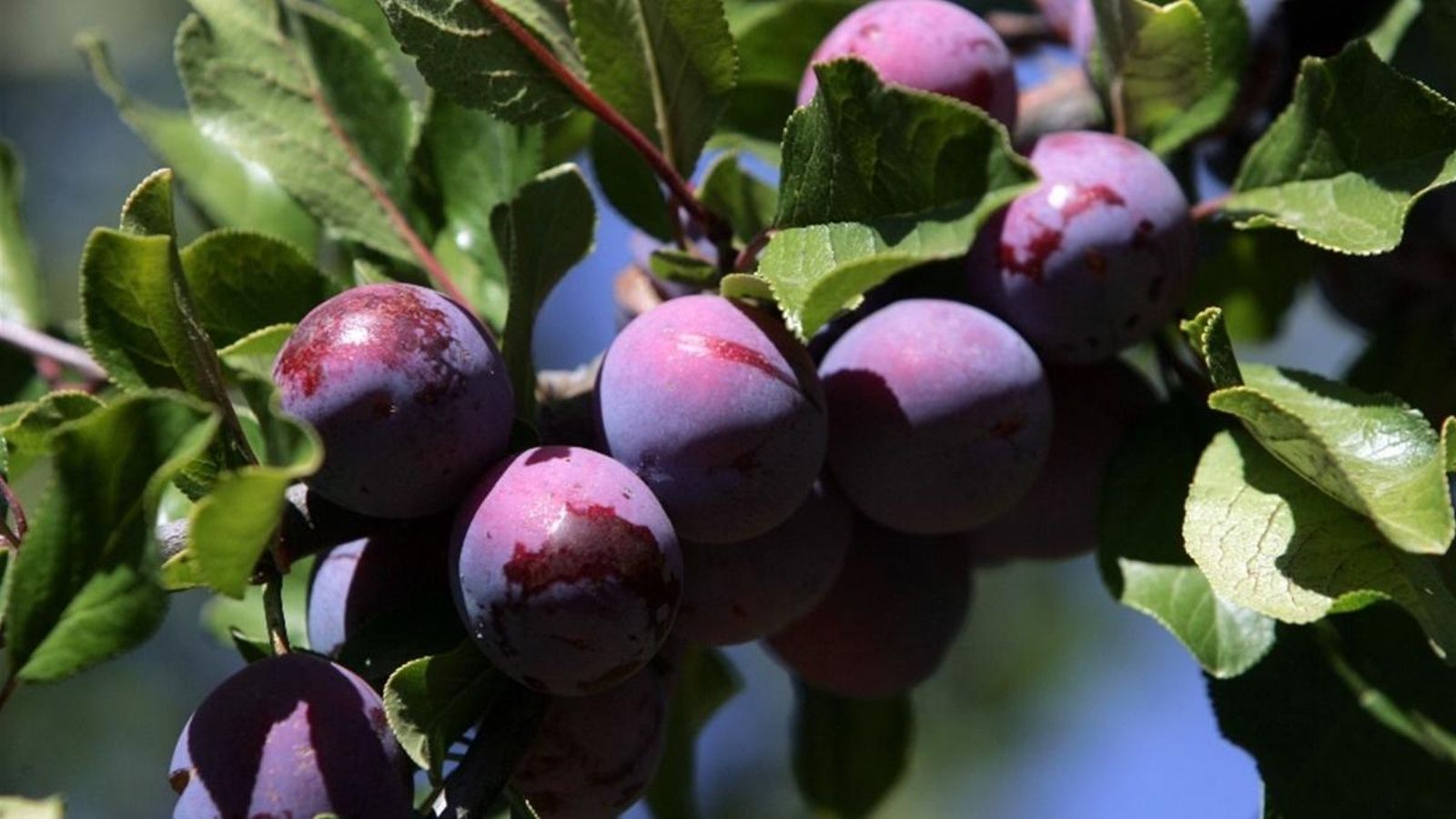 Les cooperatives xifren en més d’un milió les pèrdues dels productors de pruna a la Vall d’Albaida