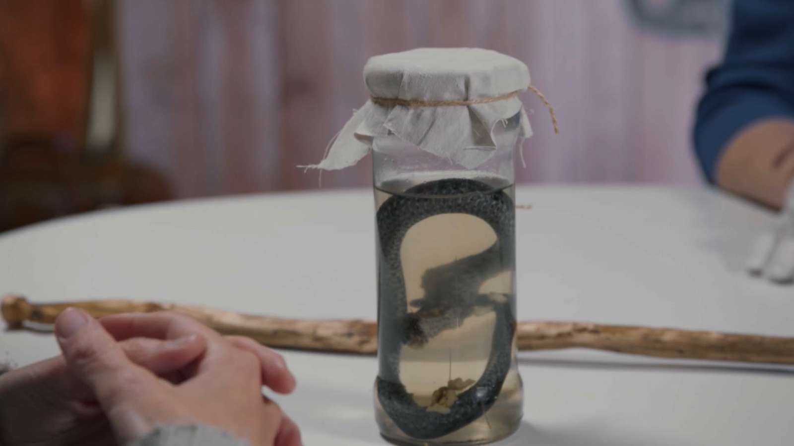 Escurçó en formol, un preparat de l'oncle de Violeta