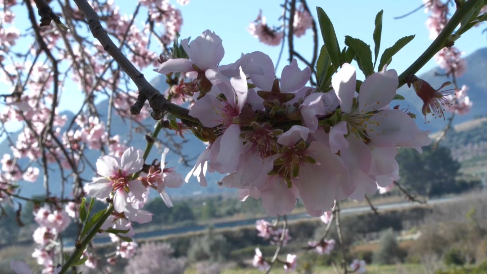 Ametllers a Alcalalí