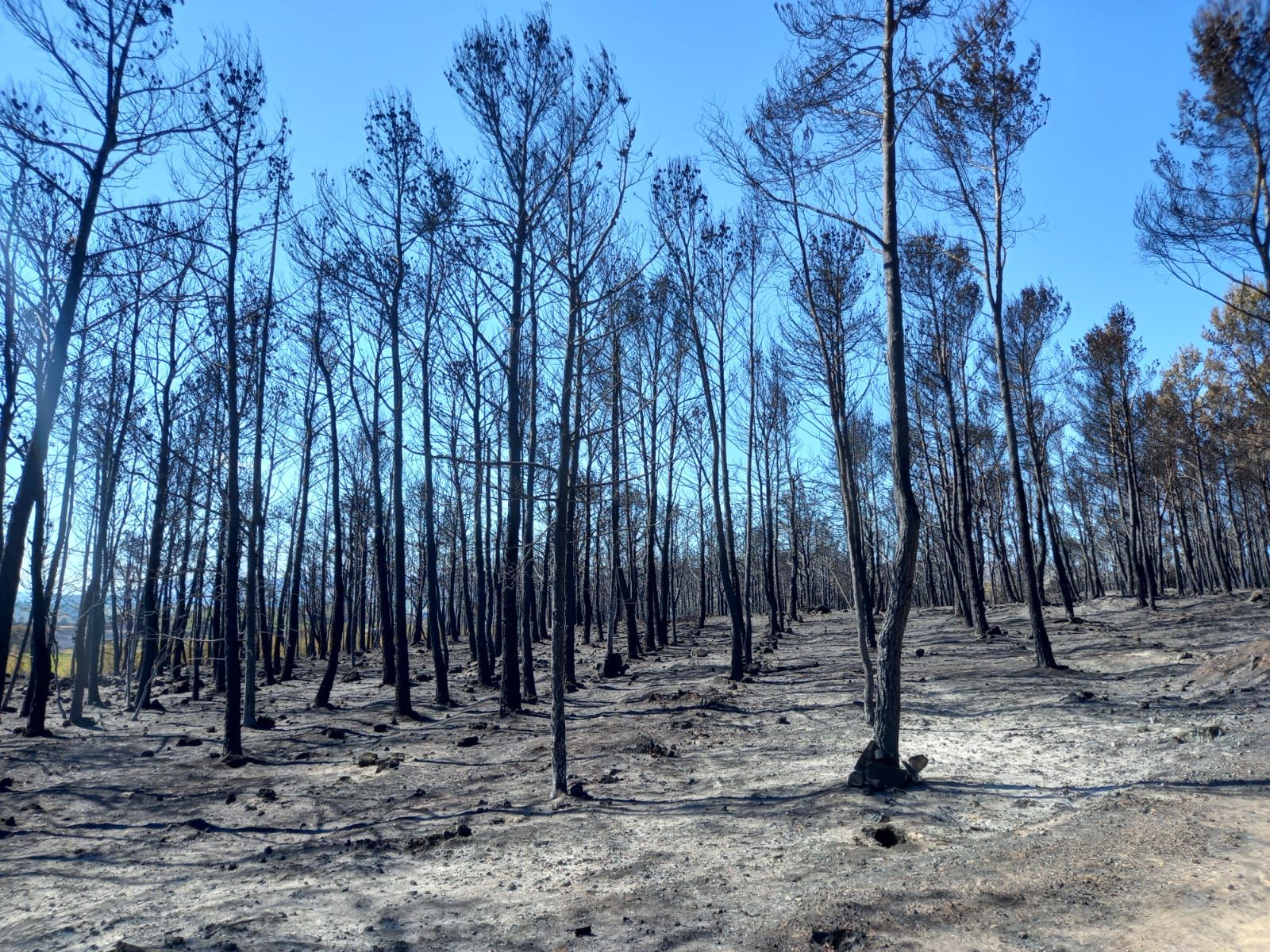 Columnes de pins calcinats a Teresa, una de les localitats afectades per l'incendi de Begís