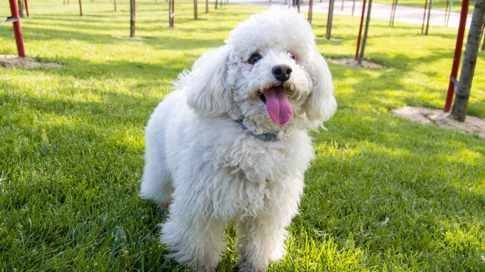 Imatge d'arxiu d'un 'caniche' miniatura