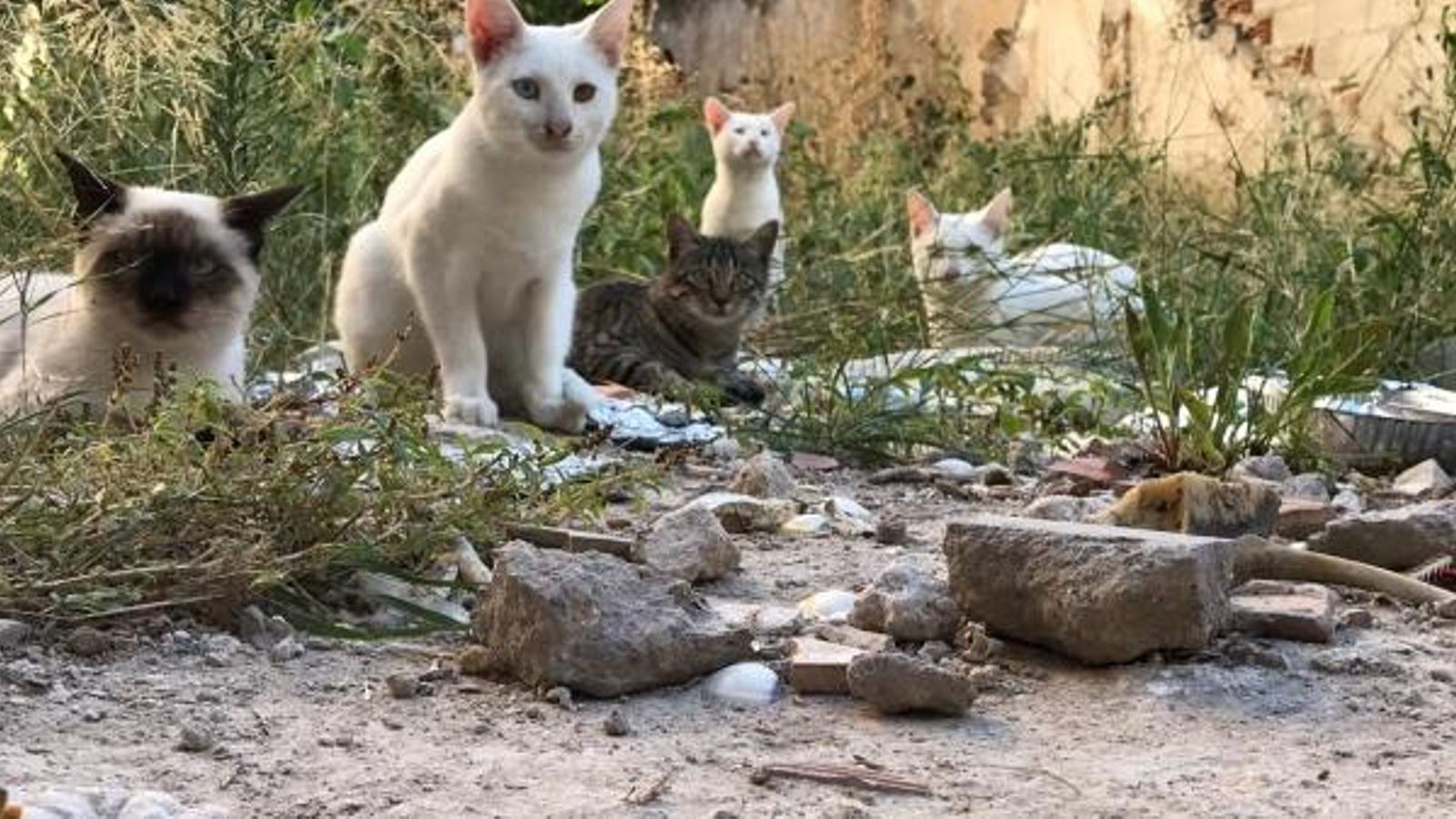 Amparo Requena, presidenta de Modepran: \"A Espanya els animals encara es consideren coses\"