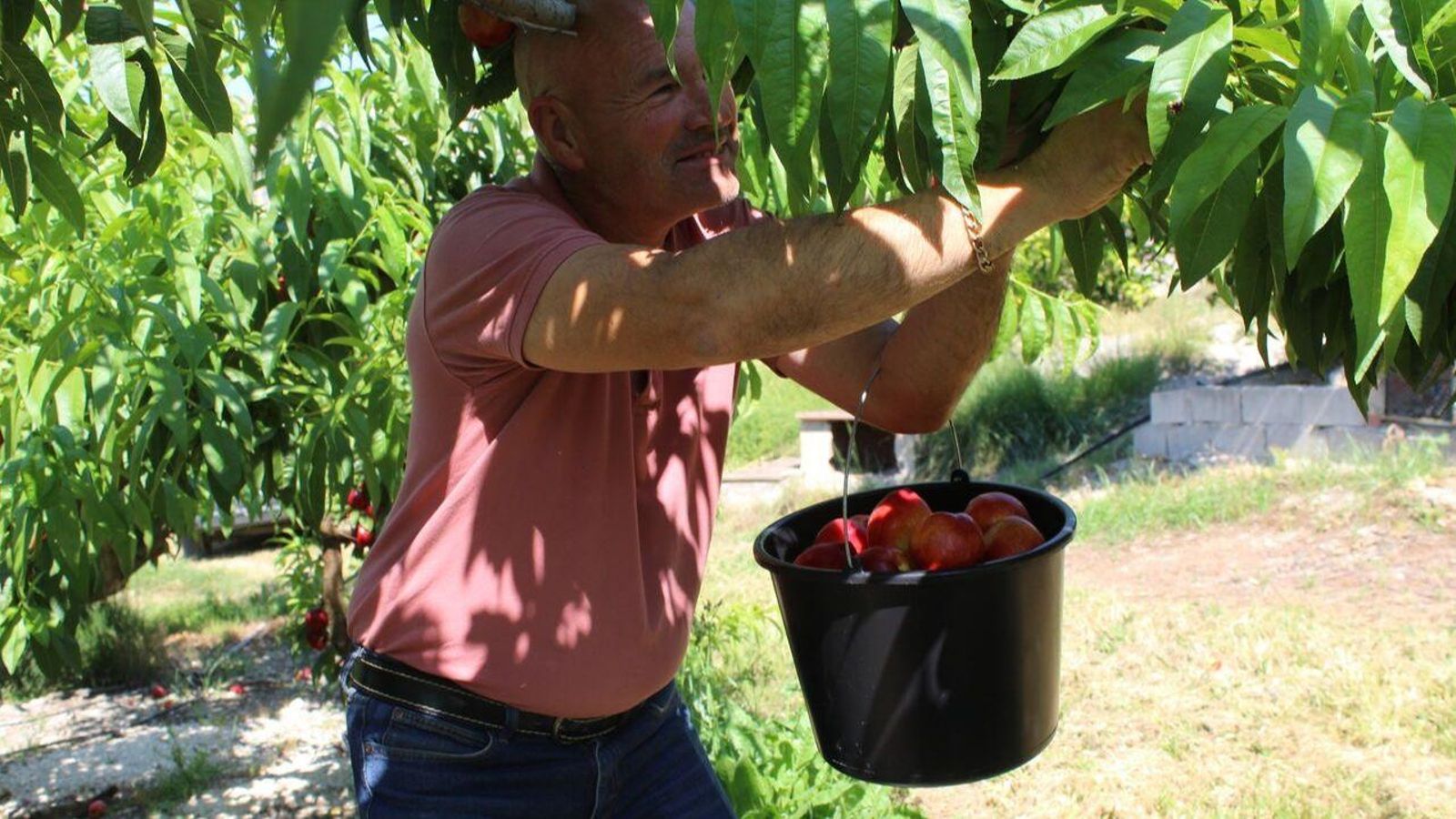 Campanya de recol·lecció de fruita d'estiu al camp valencià