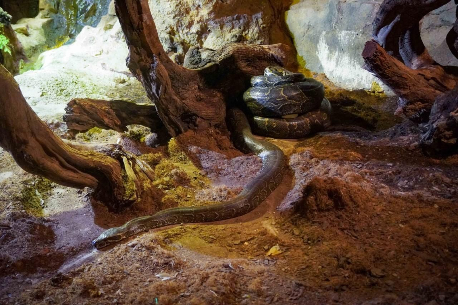 La pitó de Seba, enrotllada sobre els ous