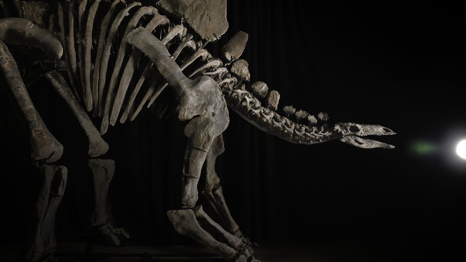 Esquelet d'un dinosaure 'Stegosaurus' amb el nom d'Apex, a Nova York Esquelet d'un dinosaure Stegosaurus amb el nom d'Apex, a Nova York