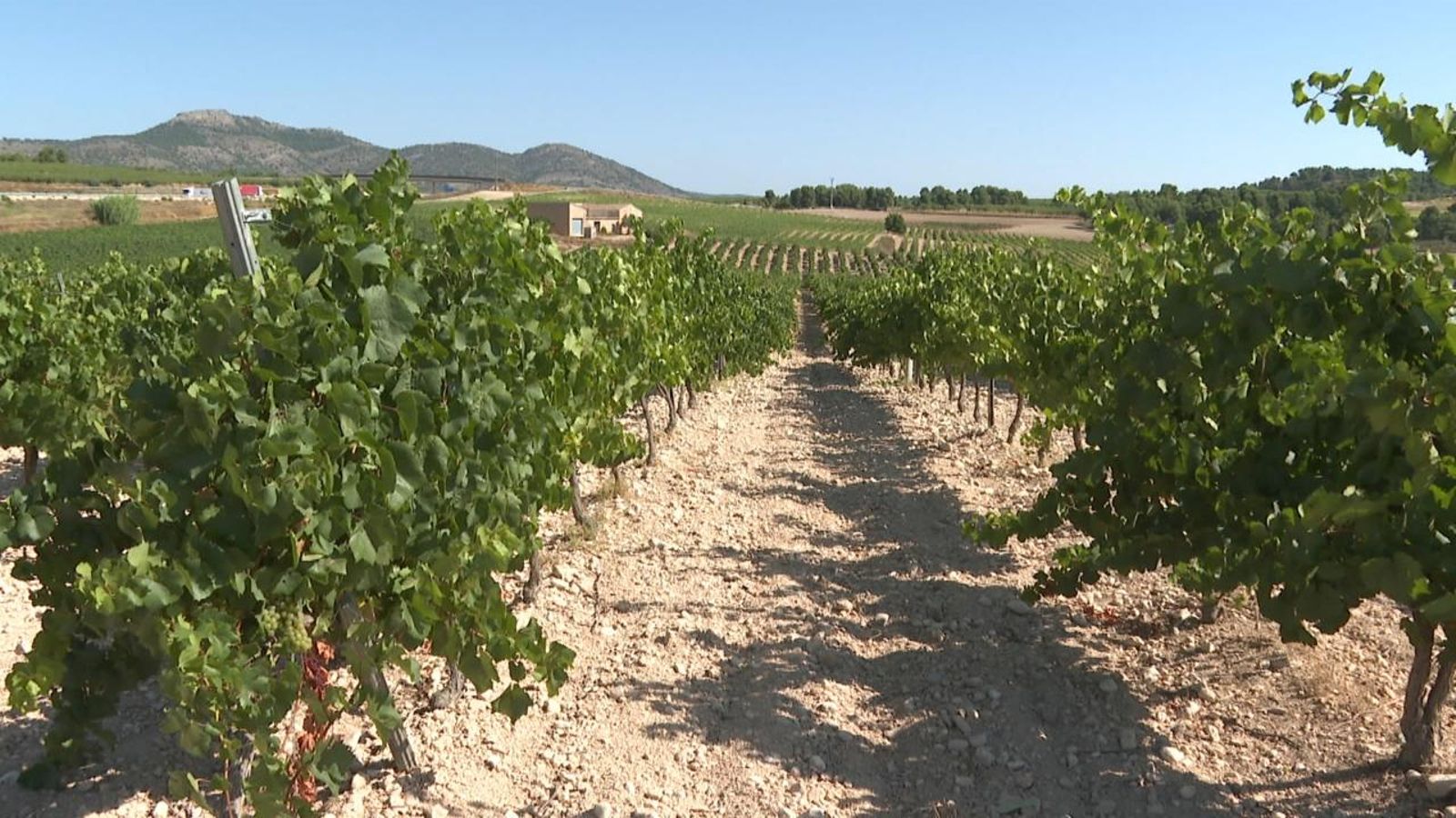 Les inclemències del temps no han incidit greument en el raïm