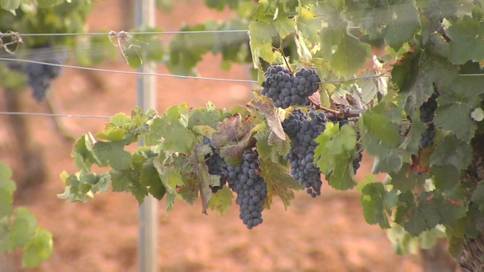 La Unió denuncia que el raïm de vinificació es ven per sota del cost de producció