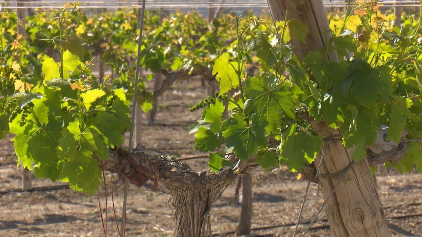 La collita del raïm del Vinalopó és amenaçada per la falta d'aigua