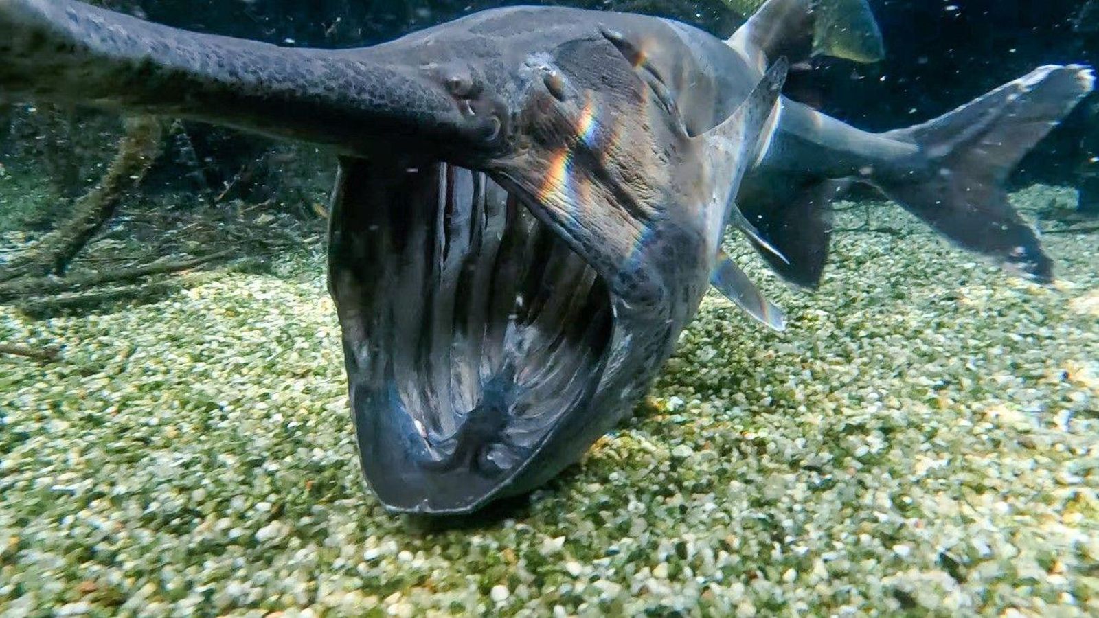 Un dels tres exemplars de peix espàtula que s'han incorporat a l'Oceanogràfic