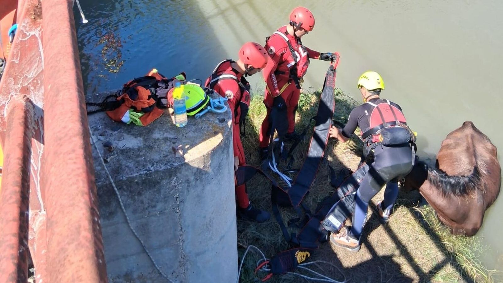 Els bombers rescaten un cavall trobat dins d’un estany a la zona del Brosquil de Cullera