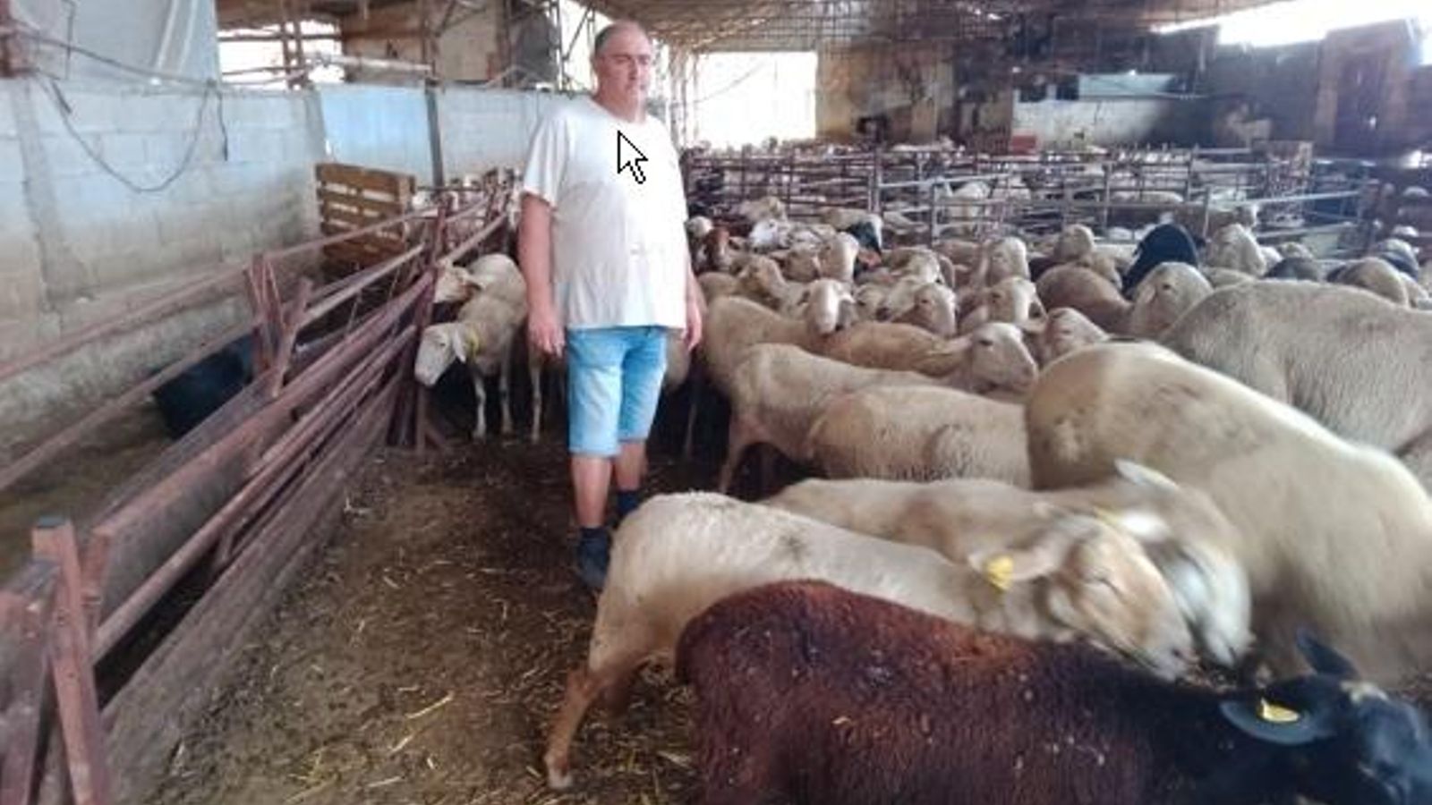 Un dels ramaders afectas pel robatori d'ovelles