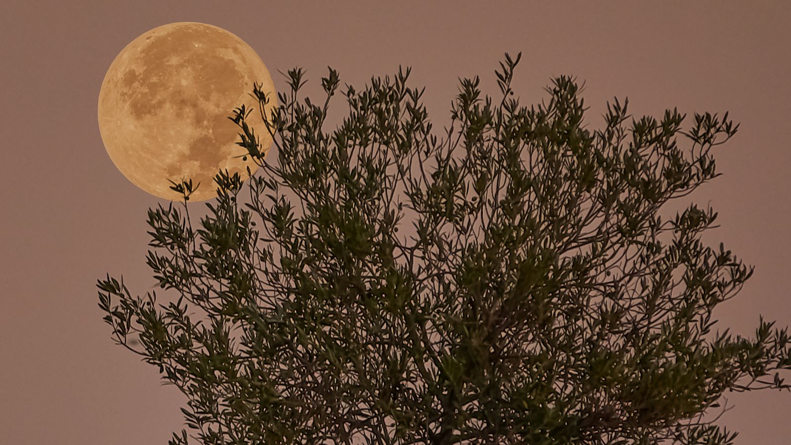 MASSAMAGRELL, L'HORTA NORD