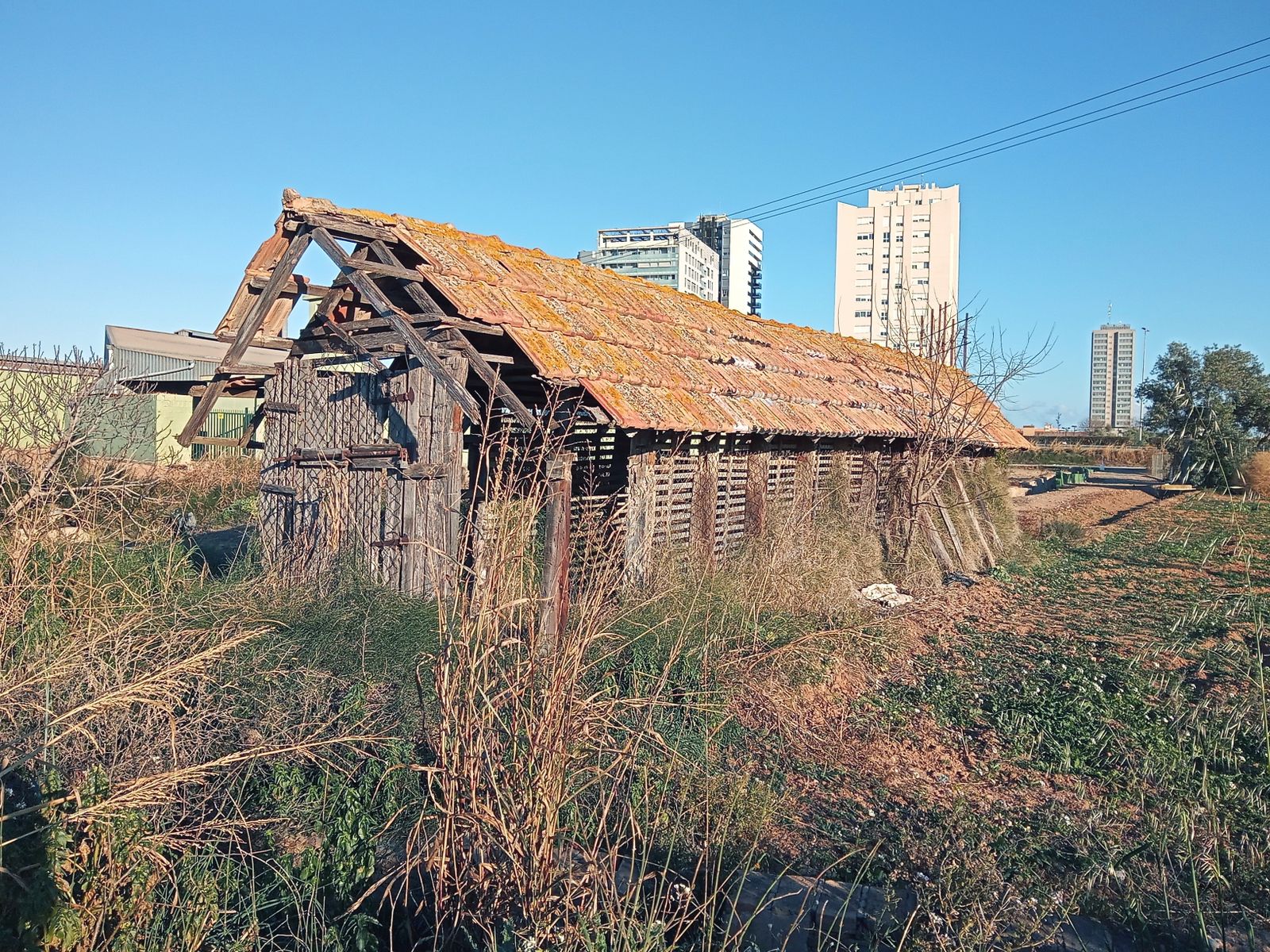 Cebera abandonada, terme de València