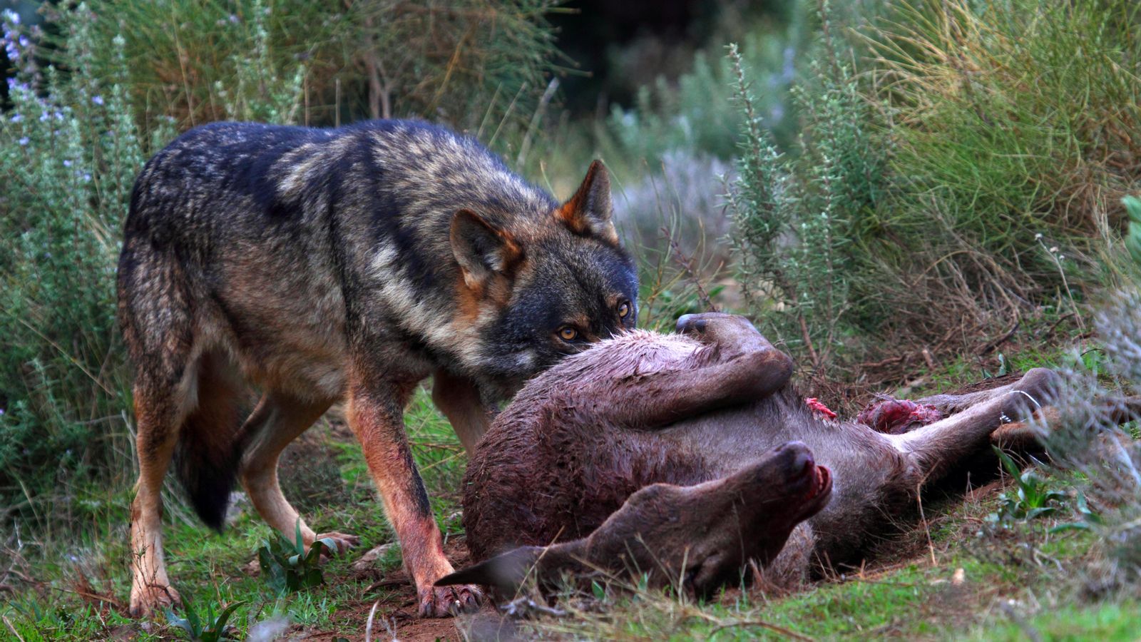 Imatge del llop ibèric menjant un cabirol