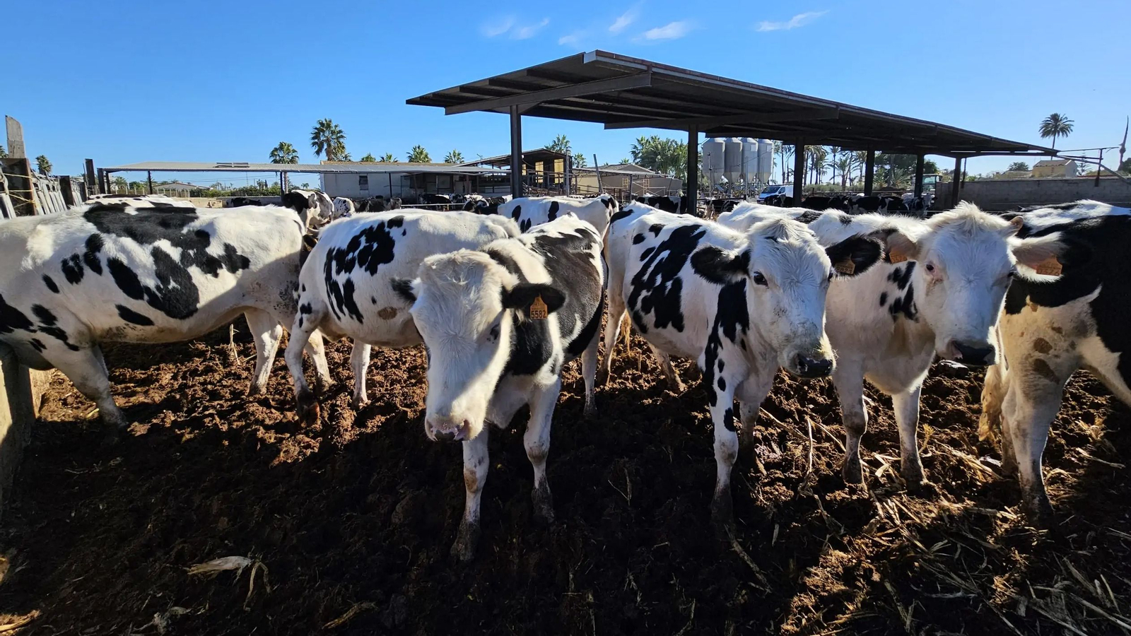 Aquesta granja a la pedania il·licitana de Daimés compta amb al voltant de 140 vaques