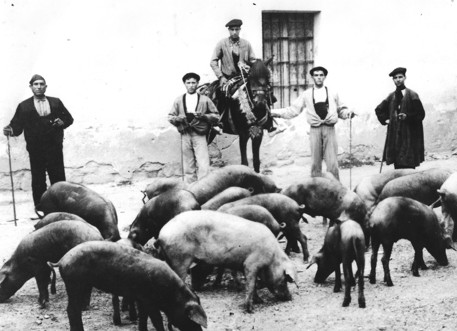 Matías Sangüesa, a la dreta de la foto, al costat d’altres jóvens de Morella, cuidant dels porcs quan era un jove ramader