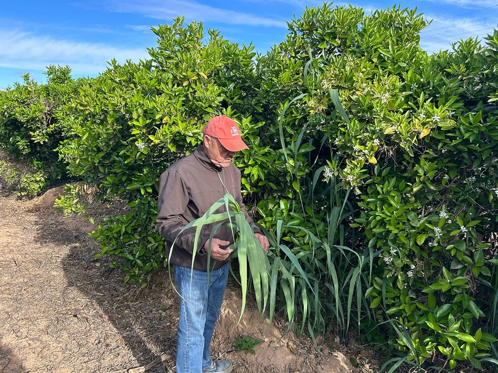 L'agricultor Javier Tamarit mostra una de les canyes que han emergit al seu camp de tarongers de Xiva
