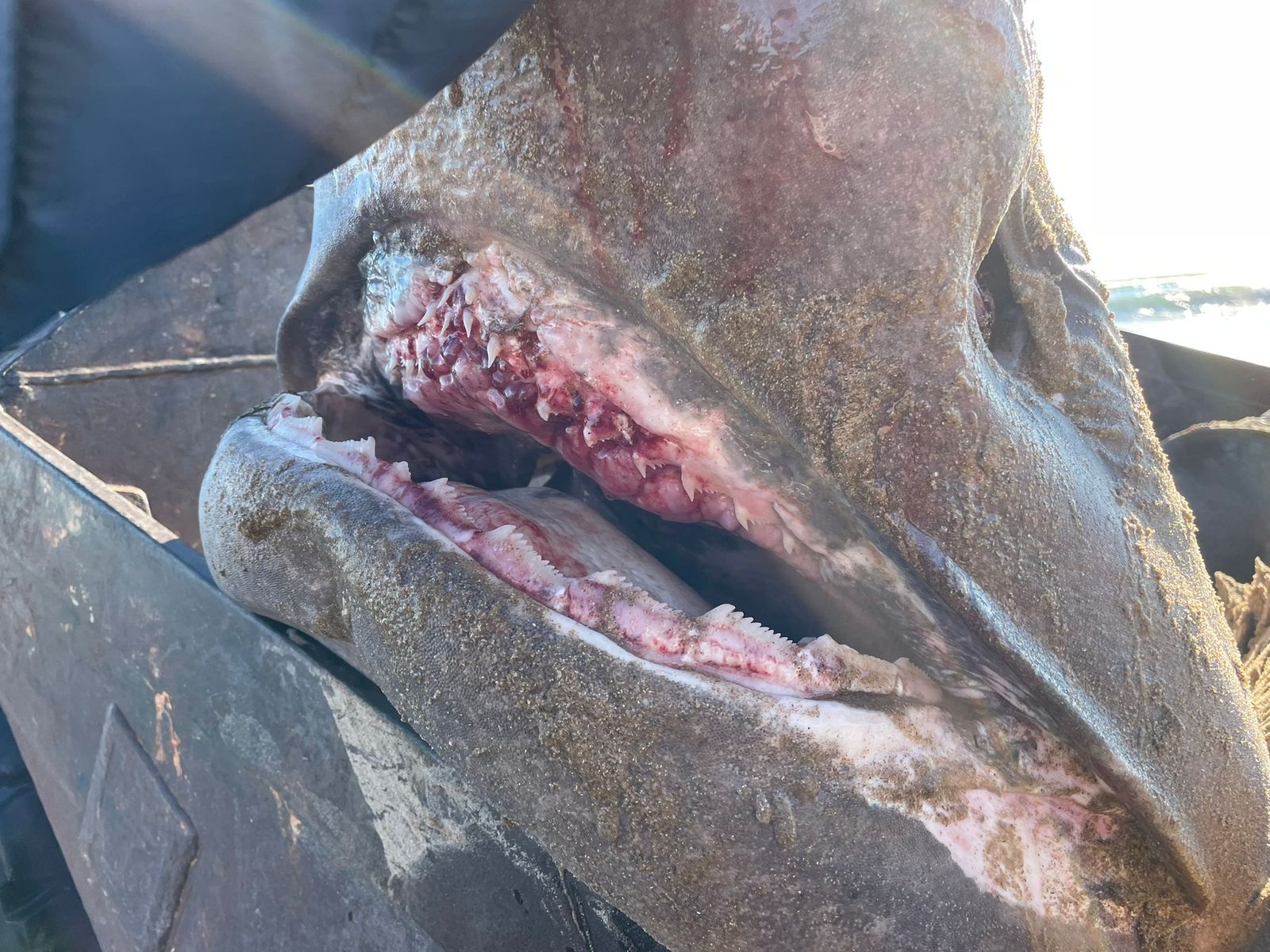 Dents del tauró aparegut a la platja de la Mata