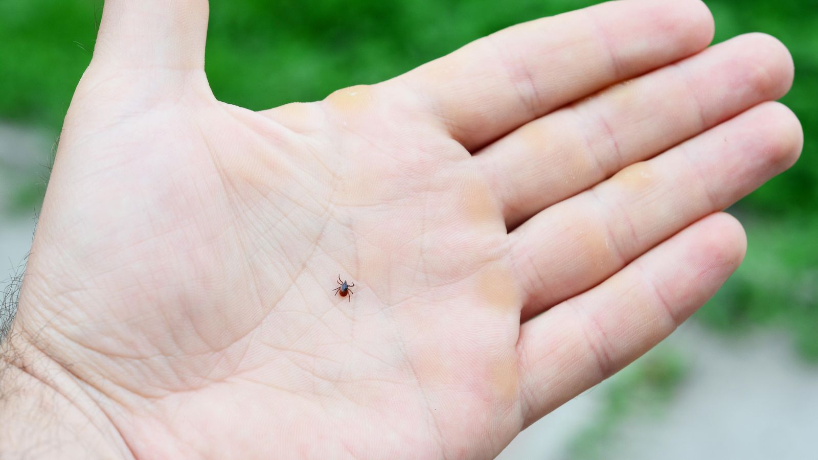 Al programa 'Som de casa' expliquen com previndre i com actuar en cas d'una picada de caparra