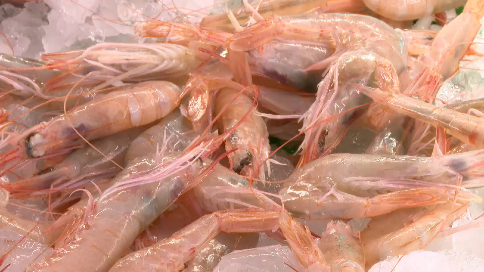 GAMBA BLANCA V2 CALP