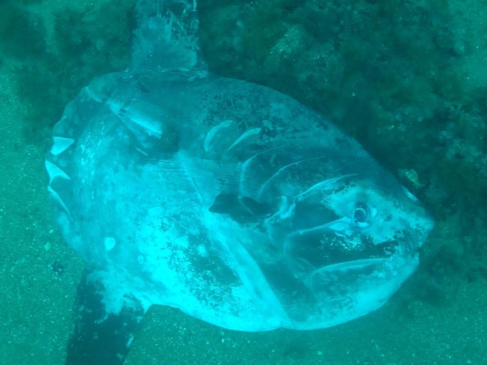 Exemplar de peix lluna trobat per l'equip de bussos prop de la Marina Alta