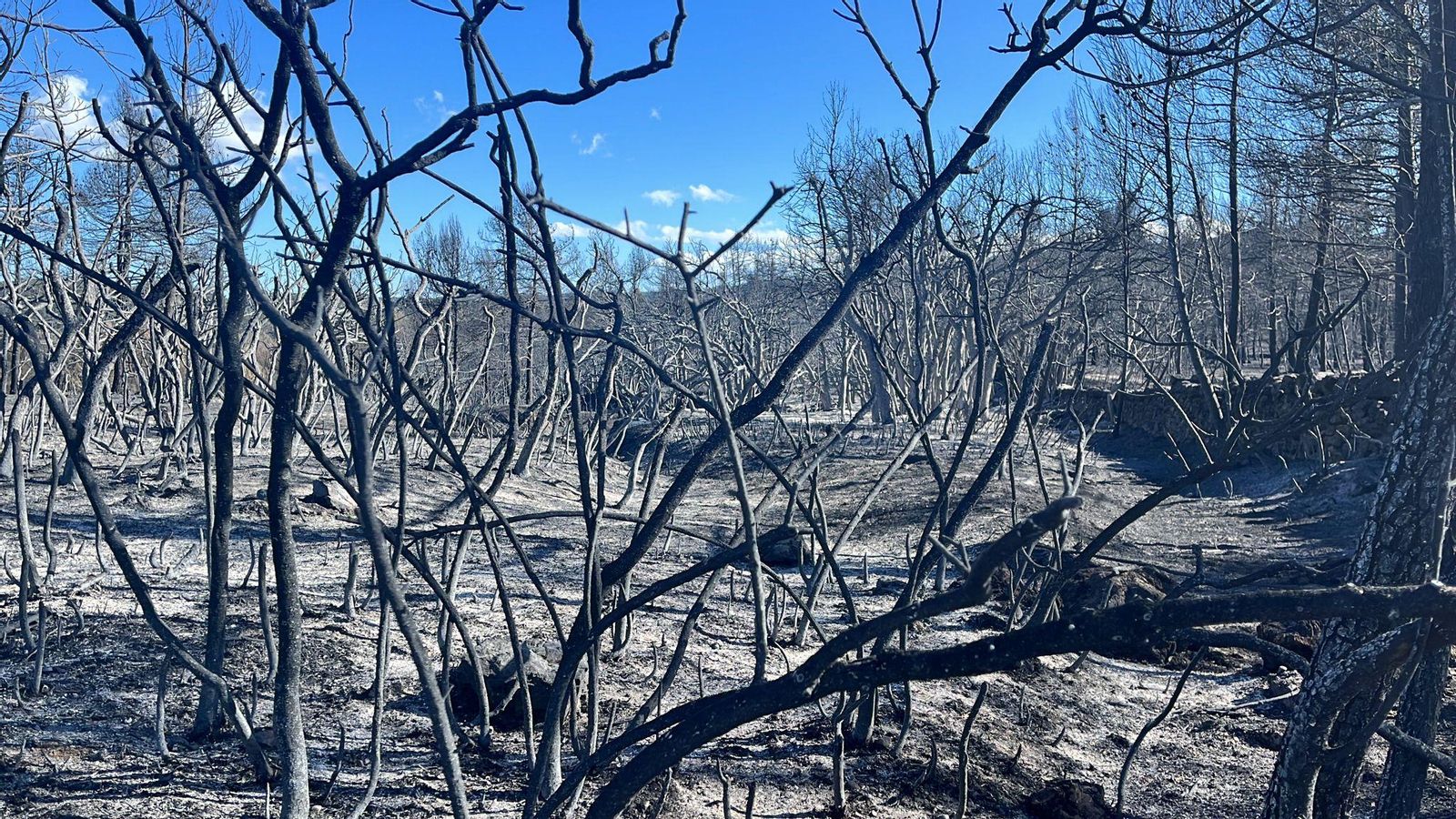 Paisatge cremat després de l'incendi a l'Alt Millars