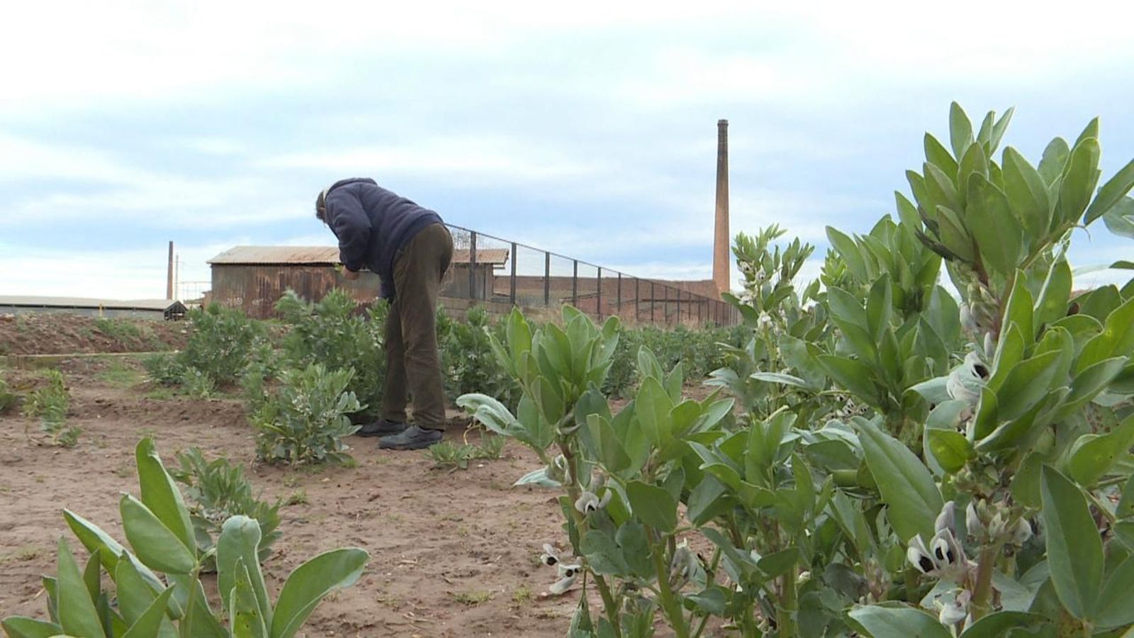 L'impacte de la Covid al camp valencià ha sigut devastador, segons l'AVA