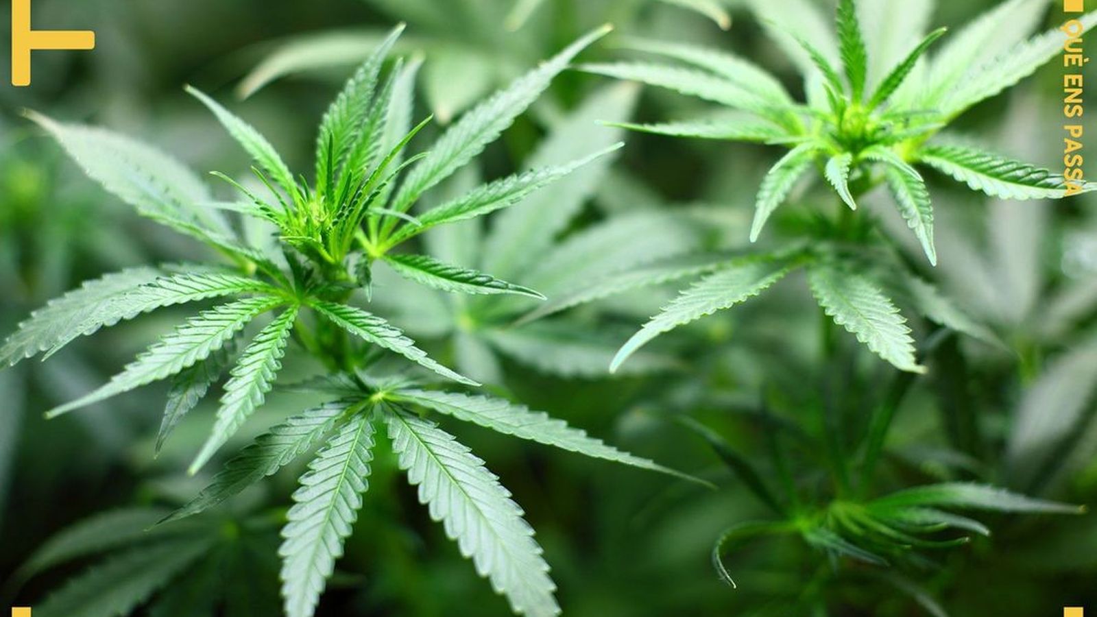 21.12.2018 | Marihuana: les amenaces d’una nova indústria
